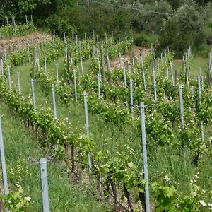 Cà Dei Conti Alloggio per agriturismo San Bartolomeo Al Mare